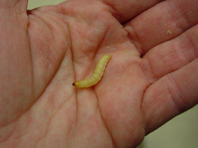 download growing wax worms download growing wax worms