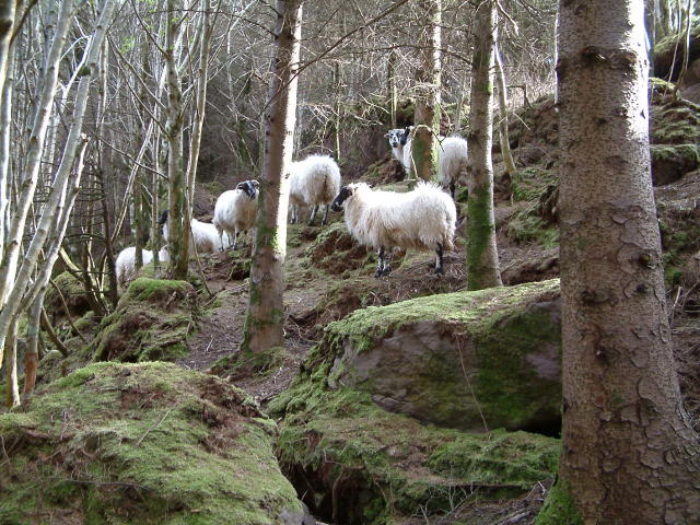 Glen Ten Assig