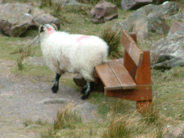 Glen Ten Assig