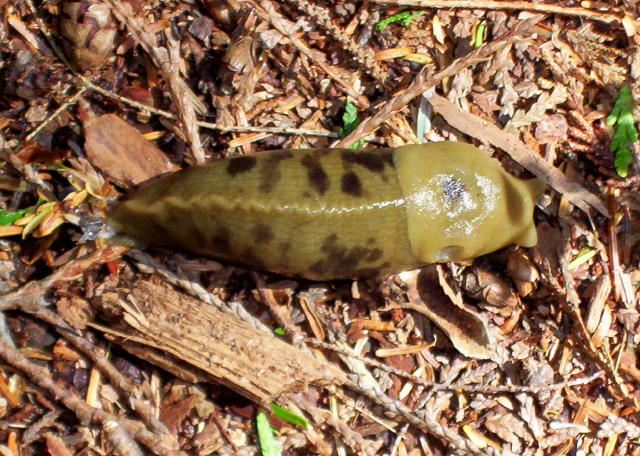 West Coast Slug